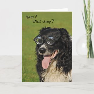 Short-sighted Border Collie Card card