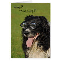 Short-sighted Collie Card c
