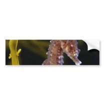 Short-snouted Seahorse Hippocampus hippocampus Bumper Stickers