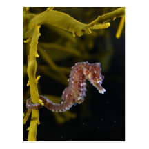 Short-snouted Seahorse Hippocampus hippocampus Postcard