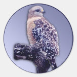 Short-tail Hawk Sticker
