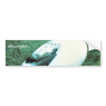 Short-tailed Albatross Bumper Stickers