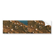 Short-tailed Albatross Bumper Sticker
