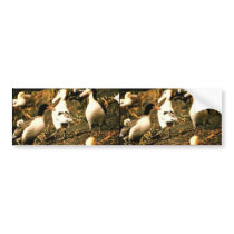 Short-tailed Albatross Bumper Sticker