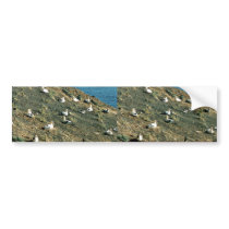 Short-tailed Albatross Bumper Stickers