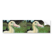 Short-tailed Albatross Bumper Sticker