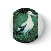 Short-tailed Albatross Buttons