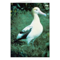 Short-tailed Albatross Card
