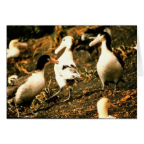 Short-tailed Albatross Greeting Cards