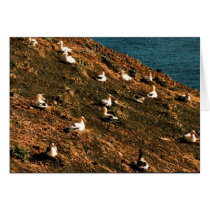 Short-tailed Albatross Greeting Card