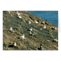 Short-tailed Albatross Card