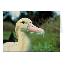 Short-tailed Albatross Greeting Card
