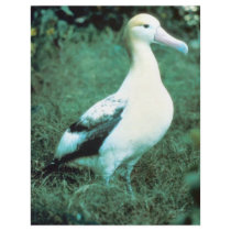 Short-tailed Albatross Flyers