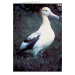 Short-tailed Albatross Greeting Card