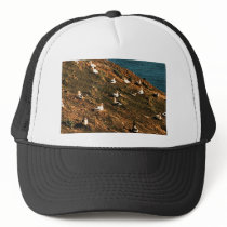 Short-tailed Albatross Hats