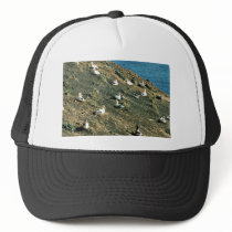 Short-tailed Albatross Mesh Hats