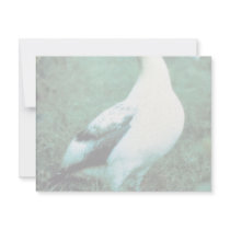 Short-tailed Albatross Personalized Announcements