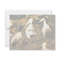 Short-tailed Albatross Custom Invite
