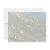 Short-tailed Albatross Invitation