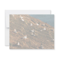 Short-tailed Albatross Custom Announcement