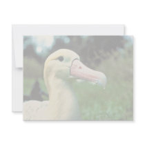 Short-tailed Albatross Invitations