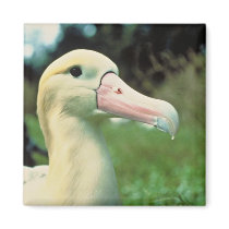 Short-tailed Albatross Refrigerator Magnet