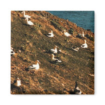 Short-tailed Albatross Magnets