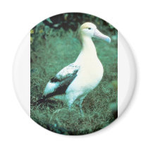 Short-tailed Albatross Magnet