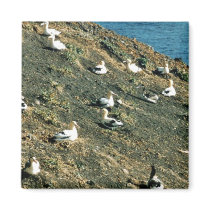 Short-tailed Albatross Fridge Magnets