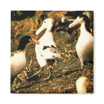 Short-tailed Albatross Magnet