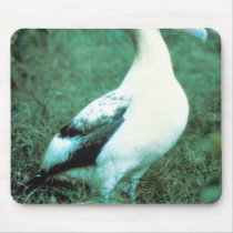Short-tailed Albatross Mousepad