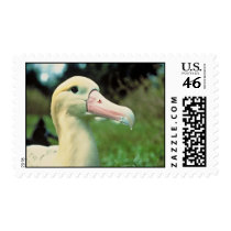 Short-tailed Albatross Postage
