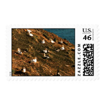 Short-tailed Albatross Postage