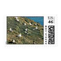 Short-tailed Albatross Stamps