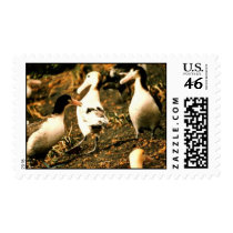 Short-tailed Albatross Postage