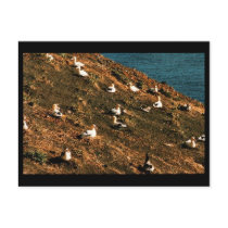 Short-tailed Albatross Post Card