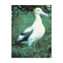 Short-tailed Albatross Postcard