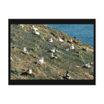 Short-tailed Albatross Post Card