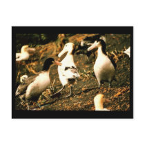 Short-tailed Albatross Postcard