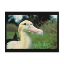 Short-tailed Albatross Post Card