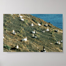 Short-tailed Albatross Poster