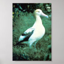 Short-tailed Albatross Posters