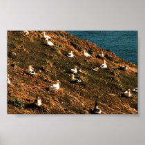 Short-tailed Albatross Posters