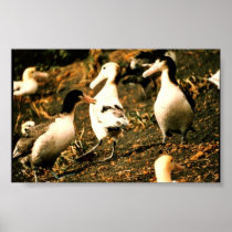 Short-tailed Albatross Print