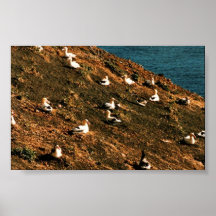 Short-tailed Albatross Posters