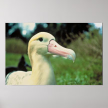 Short-tailed Albatross Print