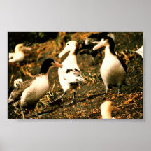 Short-tailed Albatross Print