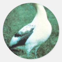 Short-tailed Albatross Round Sticker