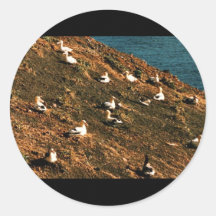 Short-tailed Albatross Round Stickers