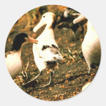 Short-tailed Albatross Round Stickers